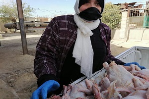 مديرية الطب البيطري: يصادر دواجن فاسدة بحي الخليفة 