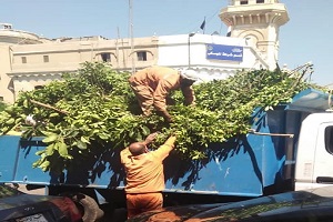تقليم الأشجار بميدان العتبة