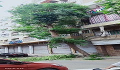 تقليم الأشجار بشارع حسن الشجاعي