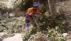 تقليم أشجار شارع النزهة