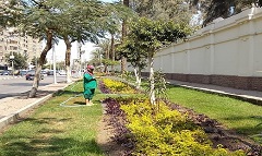 زراعة الأحواض بشارع المطرية ورفع كفاءتها