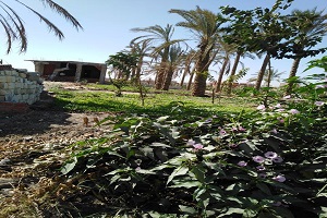 حي المرج ازالة التعديات الواقعة على الاراضى الزراعية.jpg