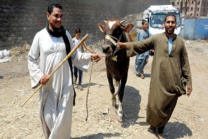 الاضاحي.jpg