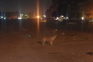 تكثيف حملات للقضاء على الكلاب الضالة بالحي