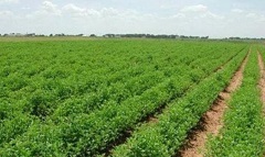 Agriculture_Romania_cooperation.jpg