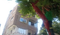 متابعة تقليم الأشجار بنطاق الحي 