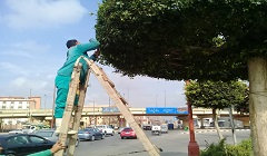 تقليم الأشجار بمنطقة مسجد أبو المكارم