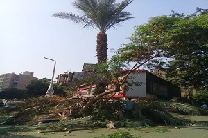 أعمال تشجير ورفع مخلفات بالحي