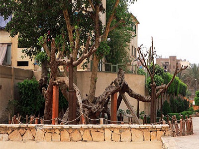 shagra mariam1.jpg