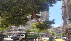 حملات لتجميل وتقليم الأشجار بنطاق الحي