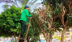 أعمال قص وتجميل الاشجار بشارع الحجاز