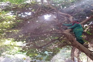 تقليم وتهذيب الأشجار بجاردن سيتي