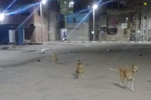 dalaa.jpg