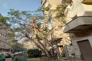 تقليم الاشجار بشارع البراموني
