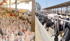 license_livestock_poultry.jpg