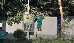 تقليم الأشجار والنخيل بقسم منشأه ناصر
