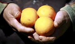 citrus.jpg