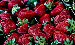 fruit.jpg