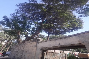 تقليم شجرة بأول شارع السبتيه