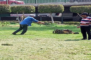 قص ورش الأشجار بحديقة ١٥مايو