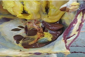 مديرية الطب البيطري تنظم ندوات لإلقاء الضوء على أهمية الذبح داخل المجازر المرخص