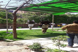 almasara114.jpg