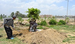 shagara31.5.jpg