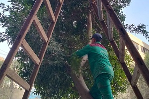 قص وتقليم الاشجار بشارع النوبري 