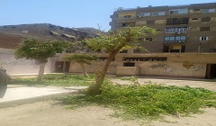 تقليم اشجار مدرستى قايتباى الإعدادية ودار السلام 