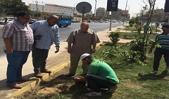 زراعة الاشجار المثمرة بشارع فريد سميكة
