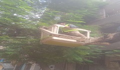  قص وتقليم وتجميل الأشجار  بنطاق الحى 