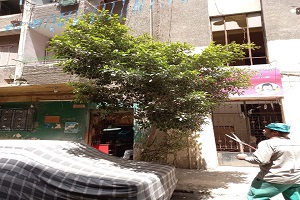 7aleam bassha.jpg