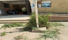 الاهتمام بالمساحات الخضراء بنطاق الحى 