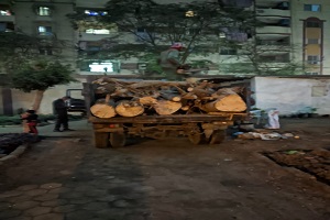 إزالة شجرة أيلة للسقوط تهدد حياة المواطنين 