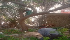 تقليم الأشجار بمدرسة السلطان الغوري