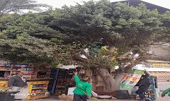 حملة لقص وتهذيب وتقليم الأشجار ببعض شوارع الحي 