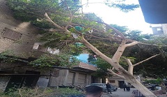 متابعة الاعمال اليومية بالحي 