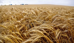 Egypt_Wheat.jpg