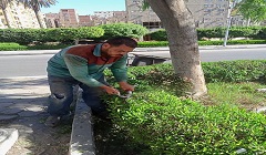 متابعة تقليم الاشجار بنطاق الحي 
