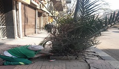 تقليم احواض النخيل بشارع القصر العيني 