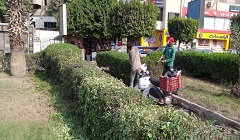 رفع كفاءة المسطحات الخضراء في شارع 306 بالحي