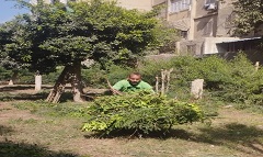 قص وتقليم الأشجار الموجودة داخل مساكن عثمان