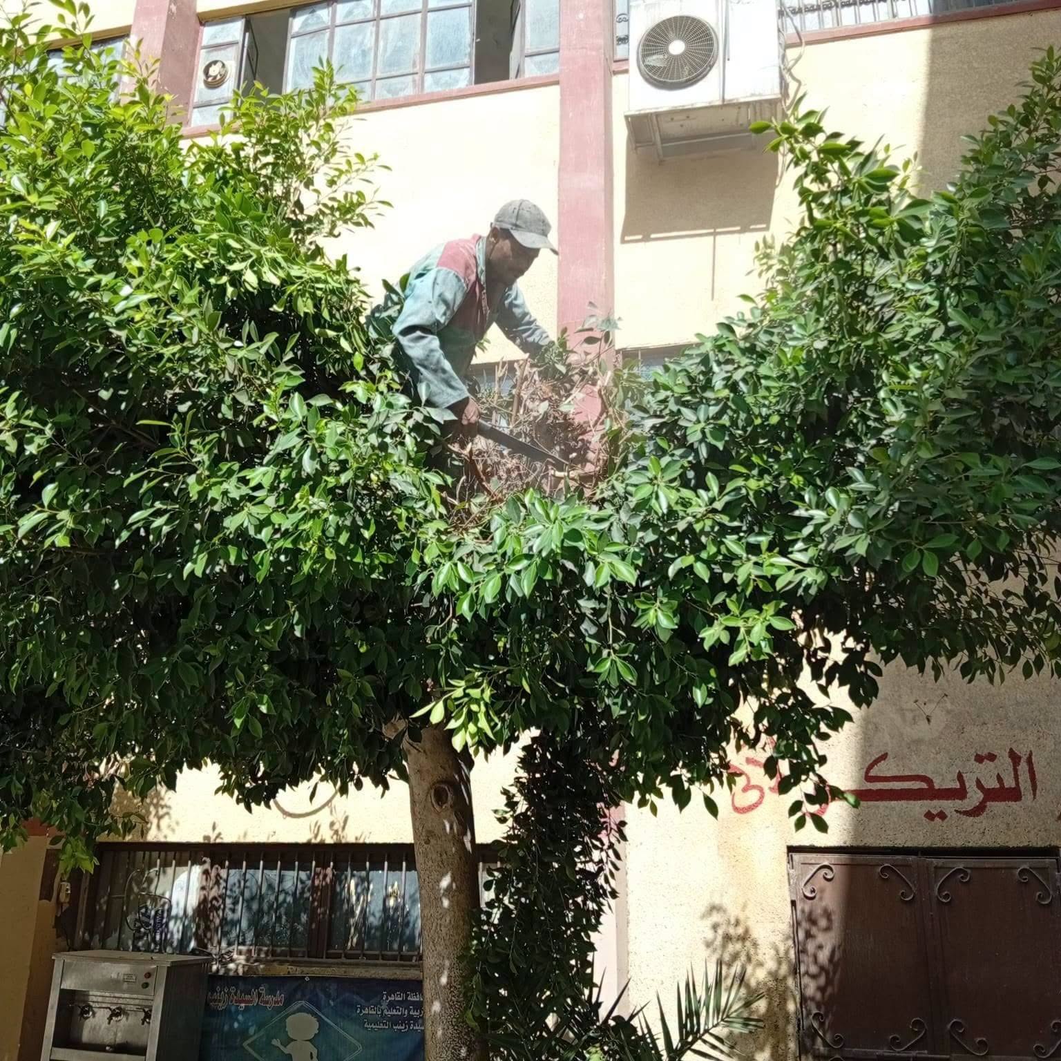 تطوير المسطحات الخضراء لتحسين المظهر الحضاري بالحي