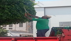 متابعة تقليم الاشجار داخل وخارج قسم بولاق 