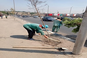زراعة ١٥ شجرة جديدة بشارع صلاح سالم