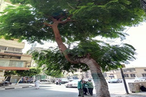 تقليم الأشجار بشارع محمد فريد