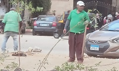 زراعة شارع التروللي ضمن مبادرة رئيس الجمهورية 