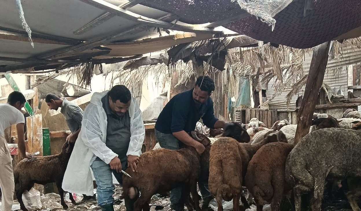 انطلاق الحملة القومية للتحصين ضد الجلد العقدي وطاعون المجترات الصغيرة بالحي