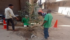 زراعة بعض الأشجار بشارع عبد الله رفاعي