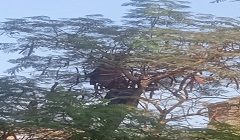 متابعة تقليم الأشجار بشارع باب الوزير